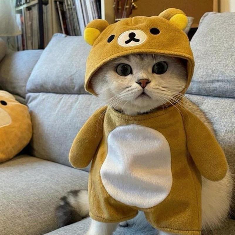 大猫