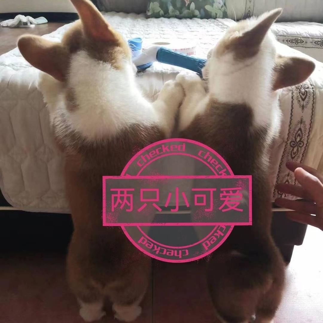 ☾⋆萌宠甄选 ༊