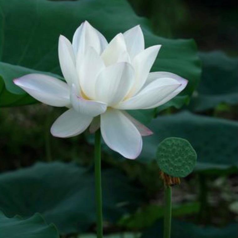 张涨