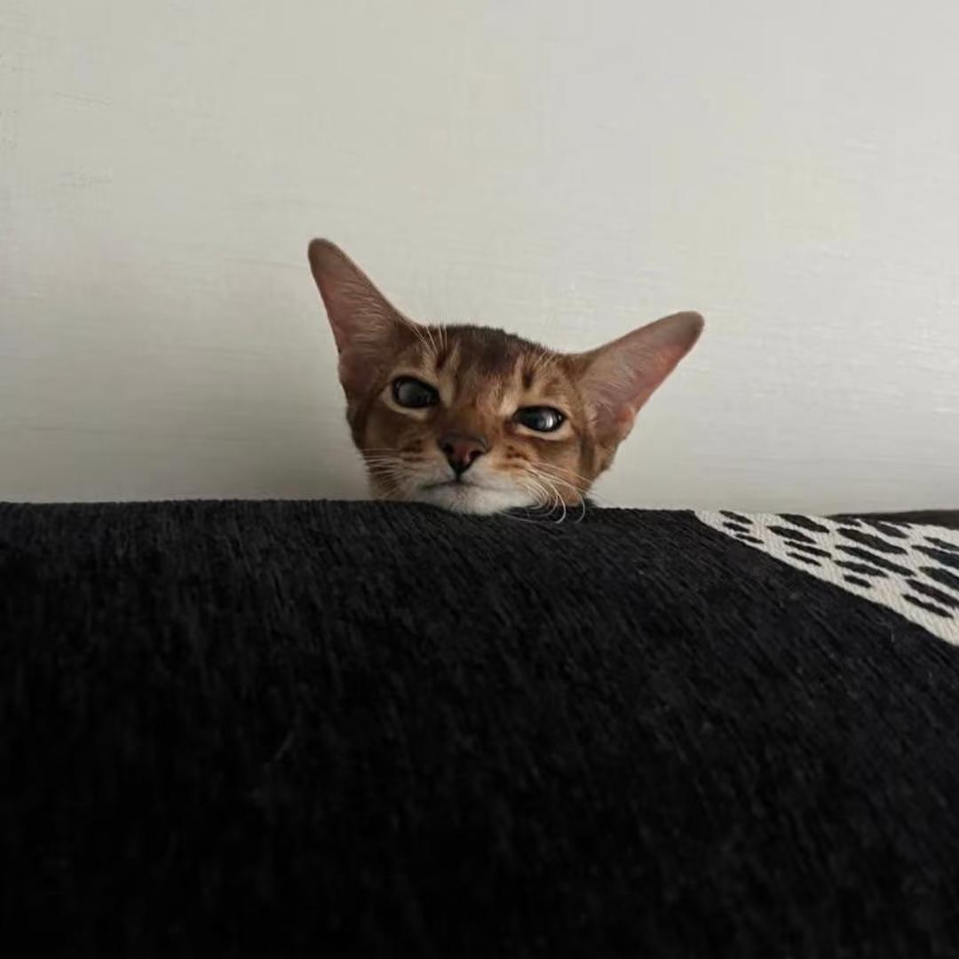 Yyu