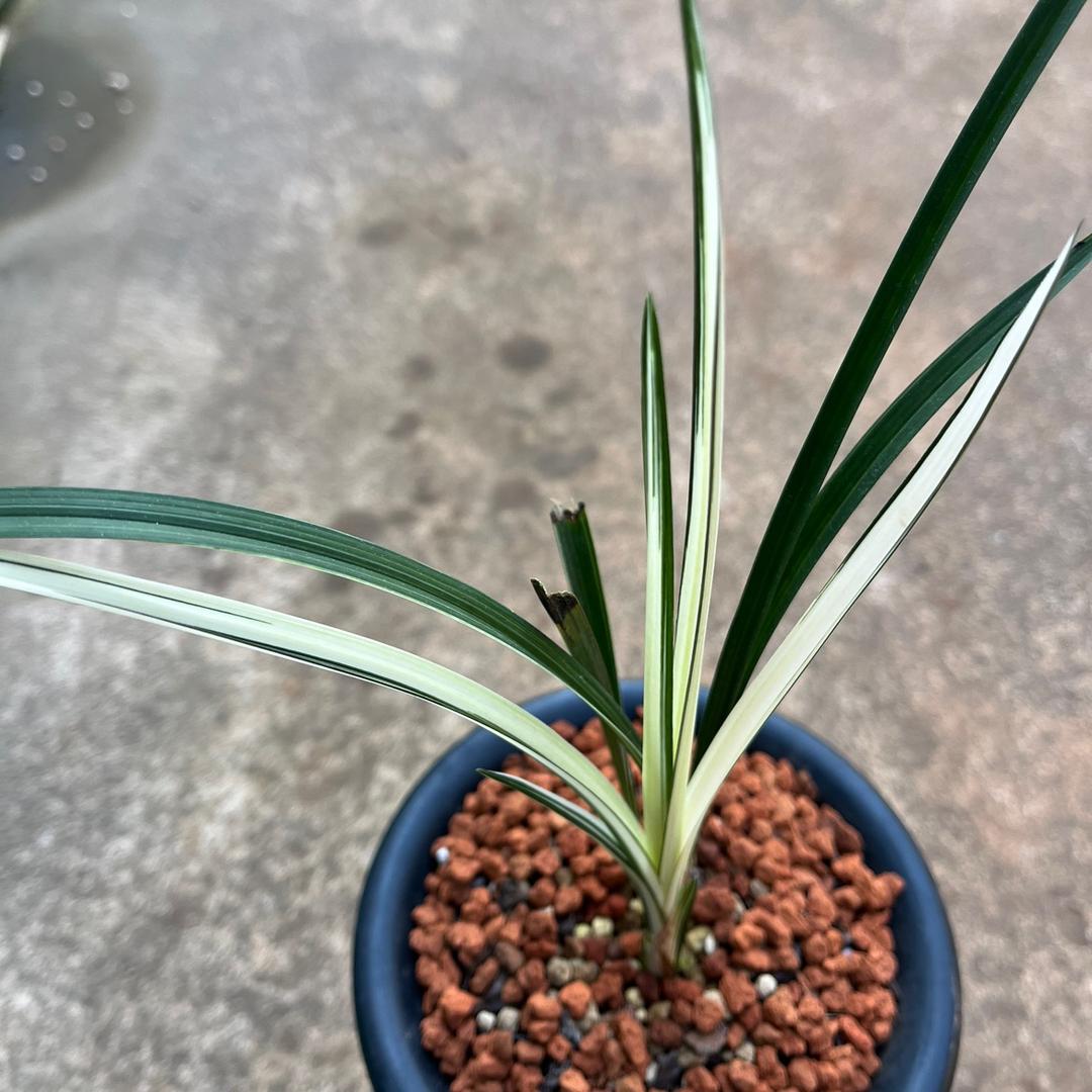 官渡区金源相灿花卉园艺店