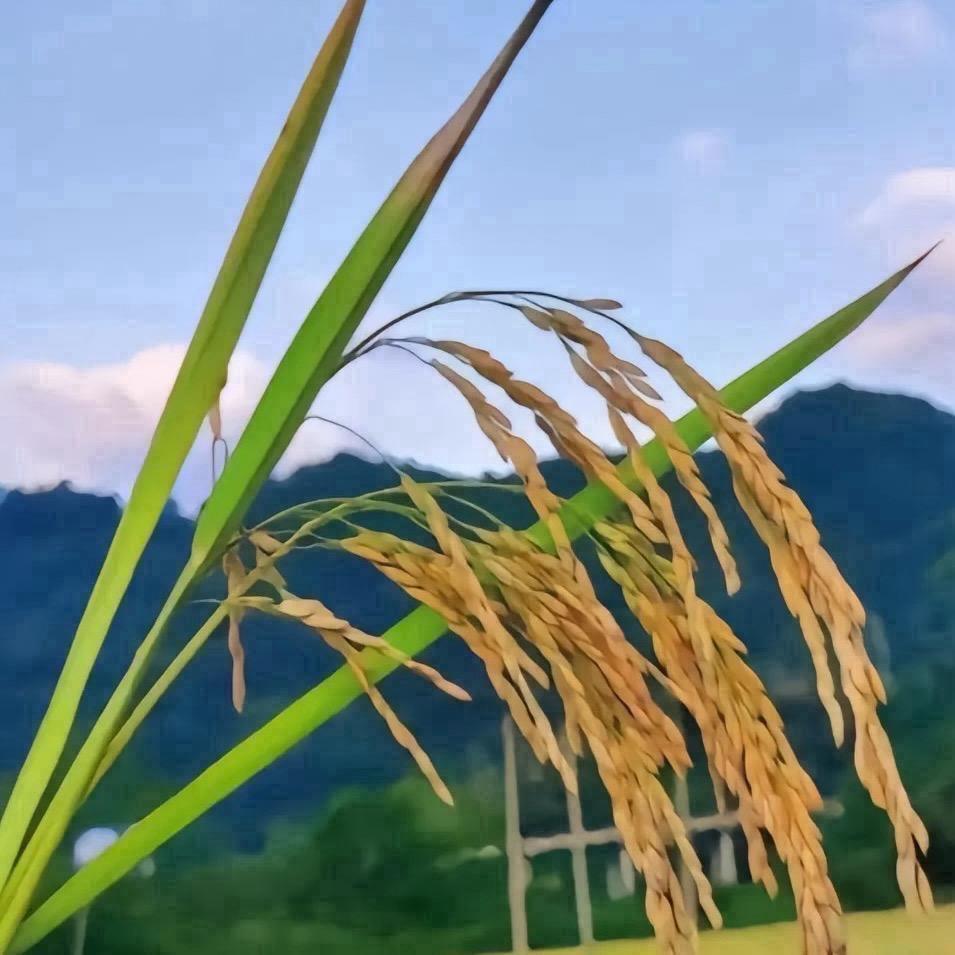 ღᩚ᭄ 小胖富࿐