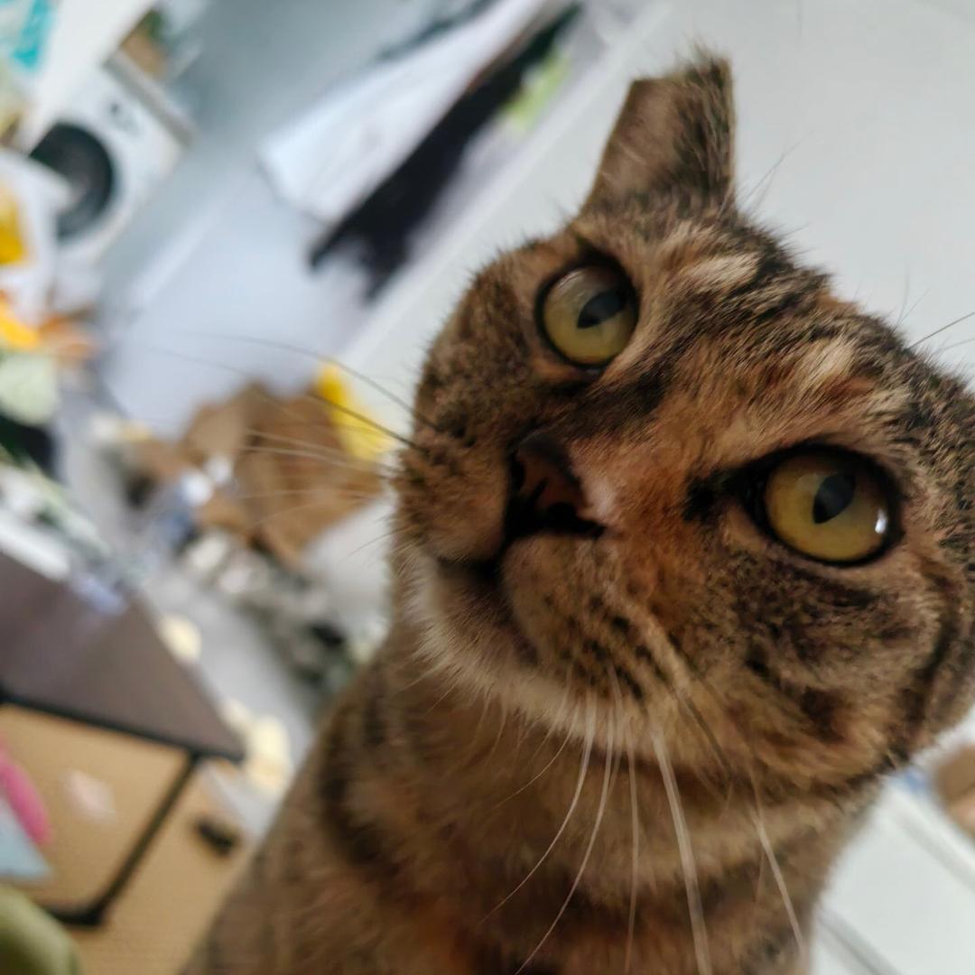 亲亲赚猫粮