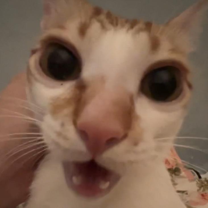 肌肉霸王猫