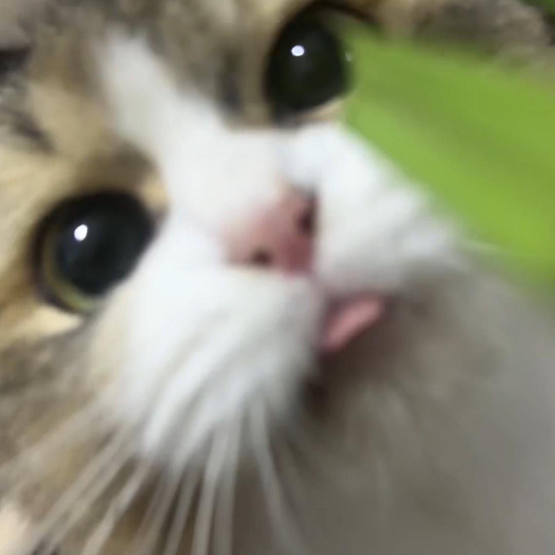 啊只喵🐱