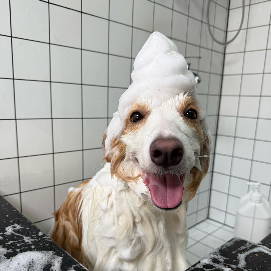 十一爱睡觉🐶