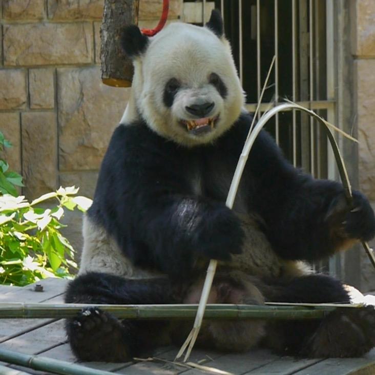 青衣傲王侯