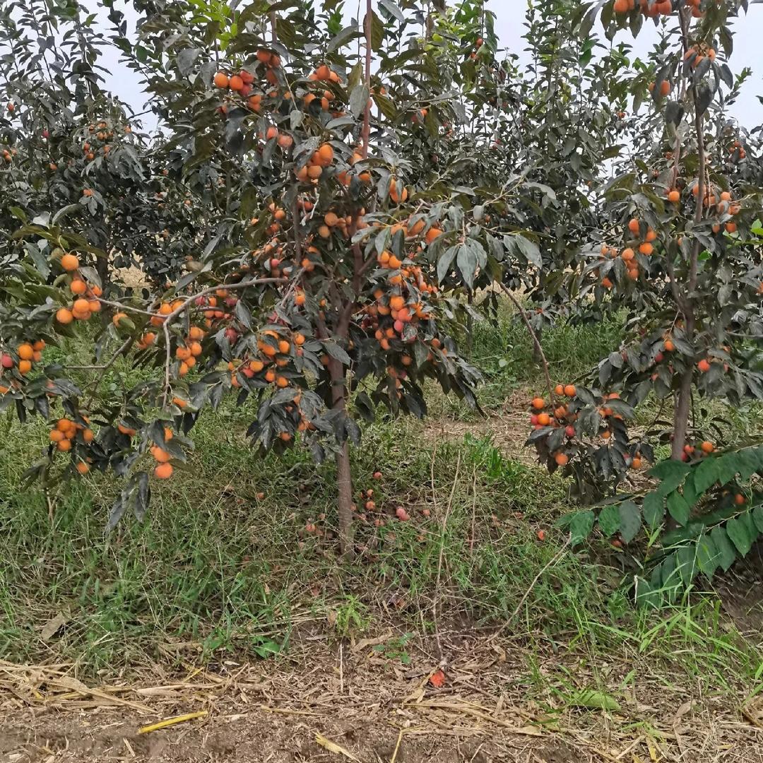 婷林果树苗木专营店优选