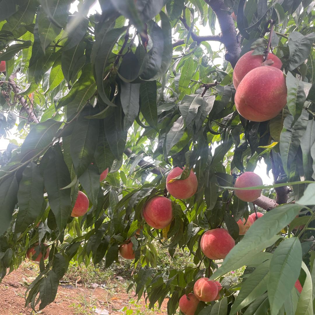 社会你《彬哥》