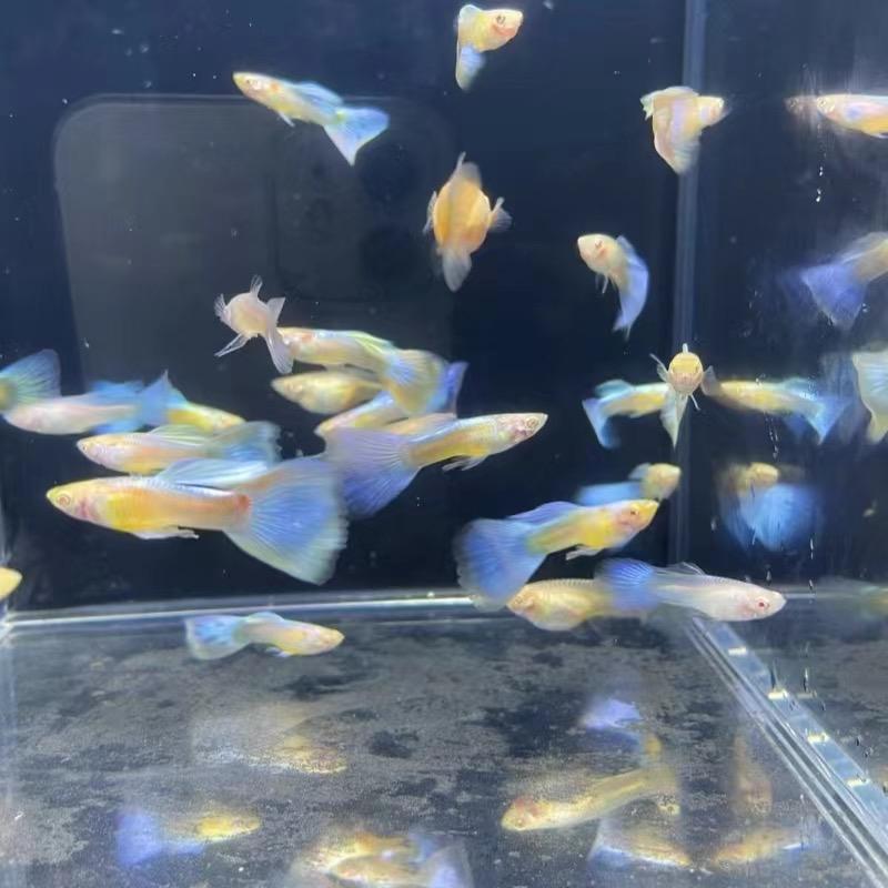 七叶岛(打包号)