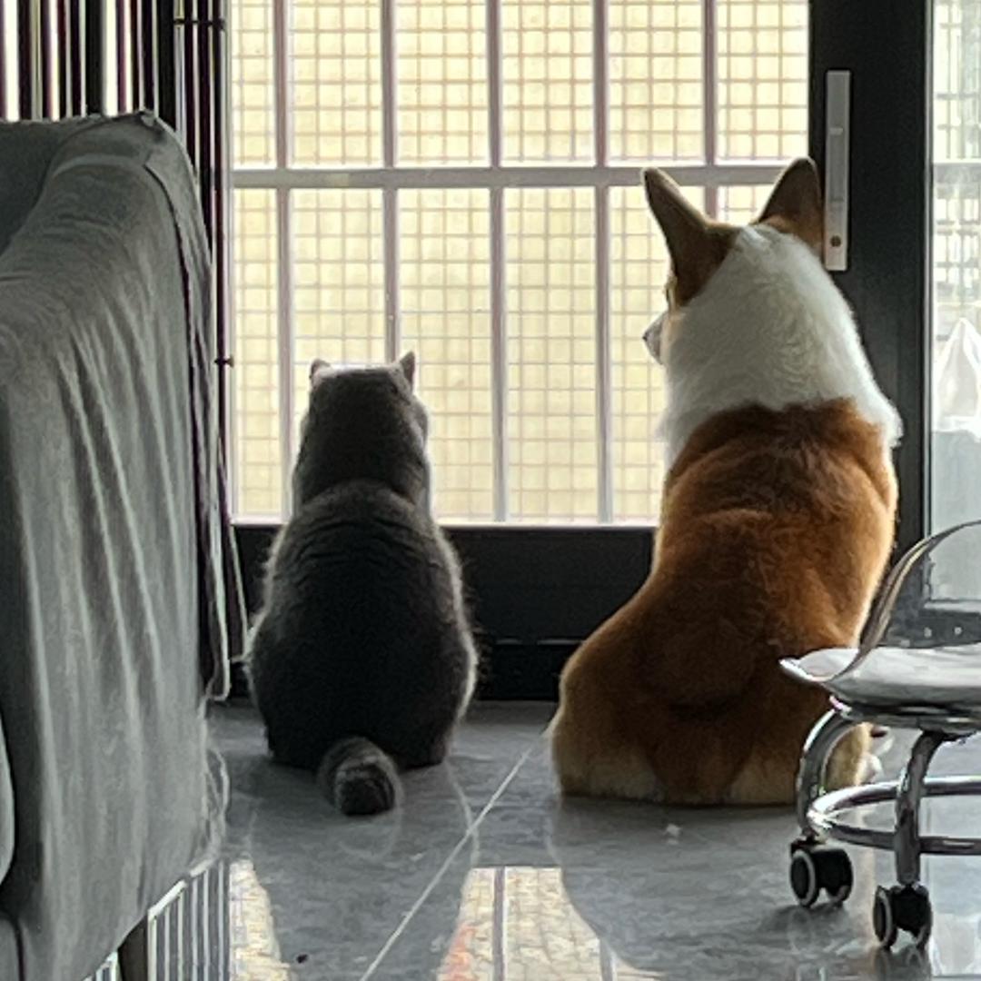猫仔不是猫
