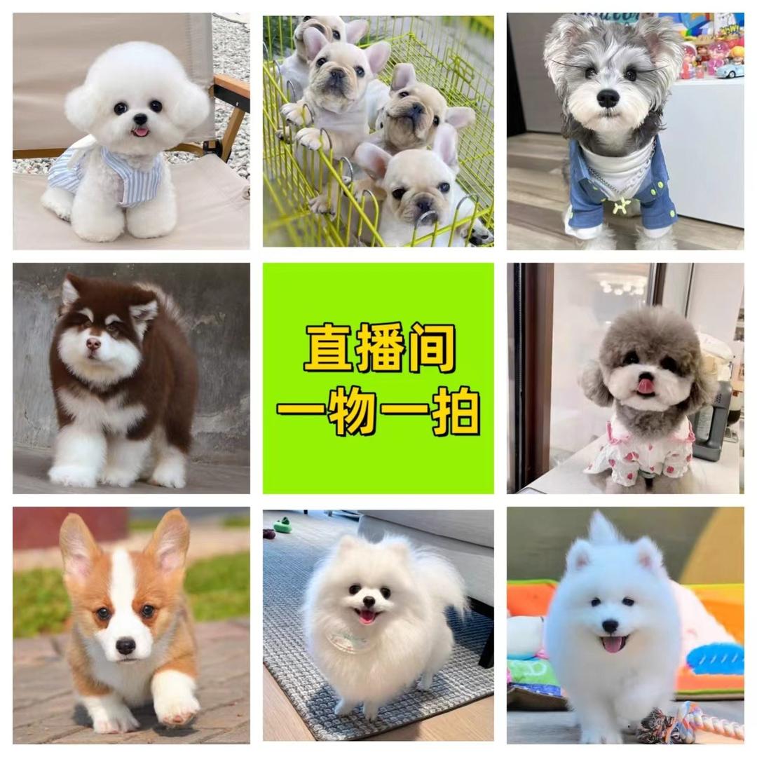 爱宠家的小可爱