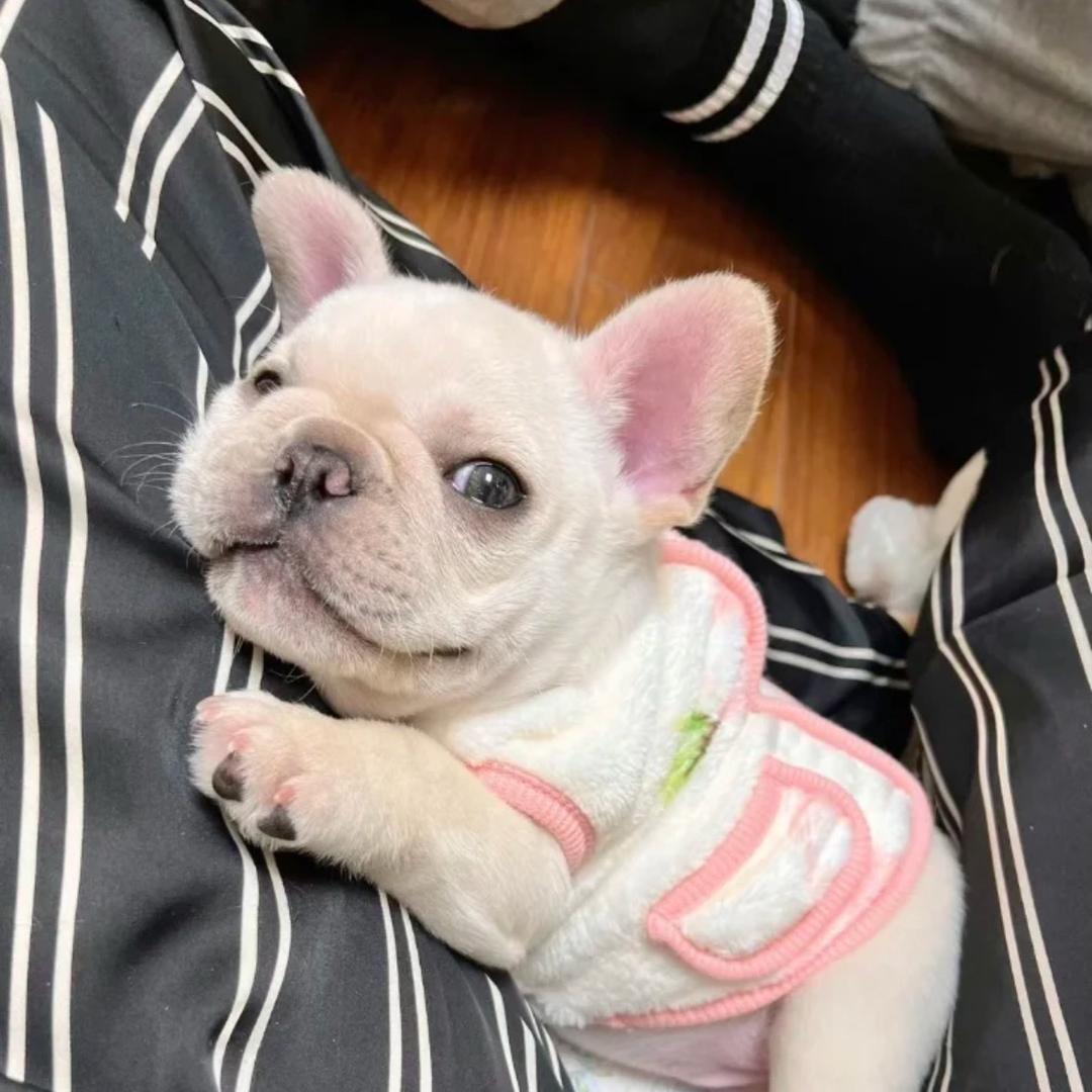 高品质法斗犬舍