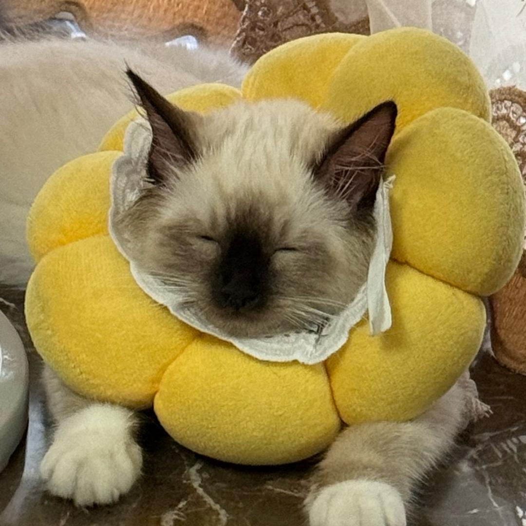 奶茶