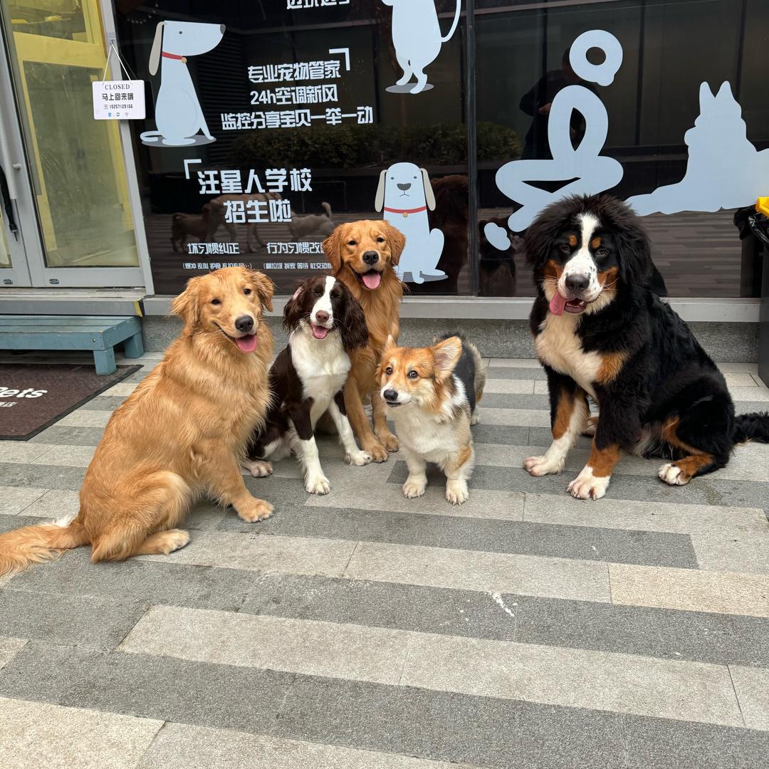 杭州训犬寄养学校