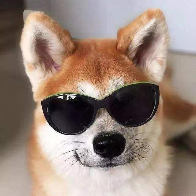 发财鼠