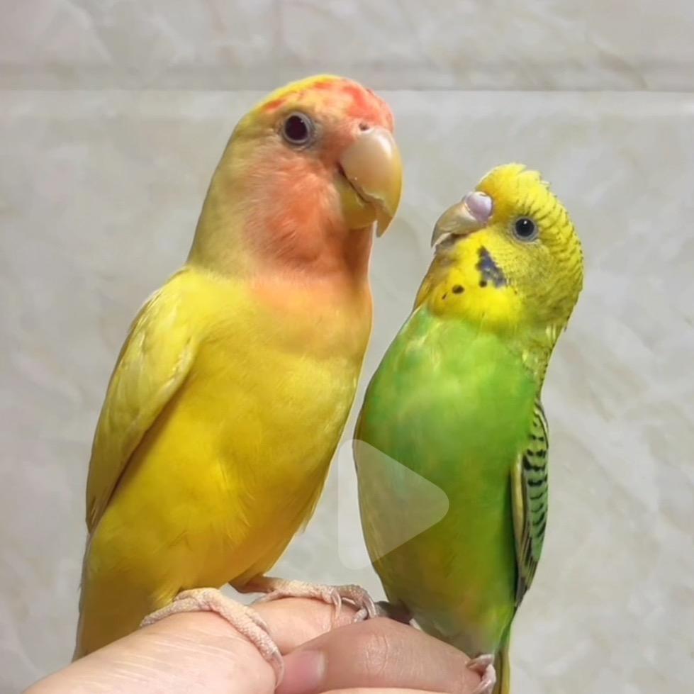 风信子🪻
