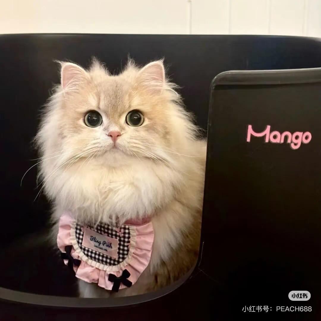 小宁崽