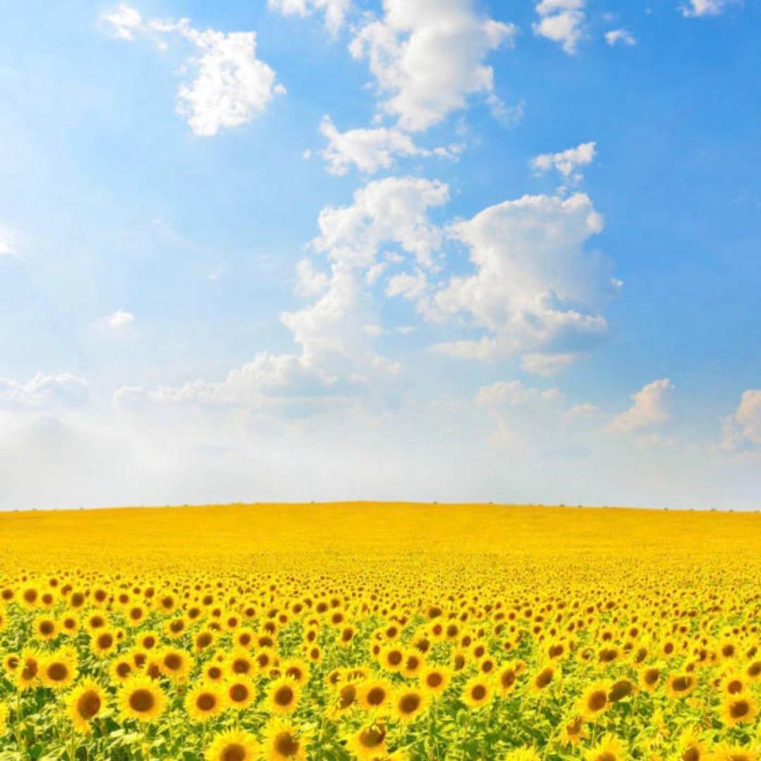 艳阳天316（互）