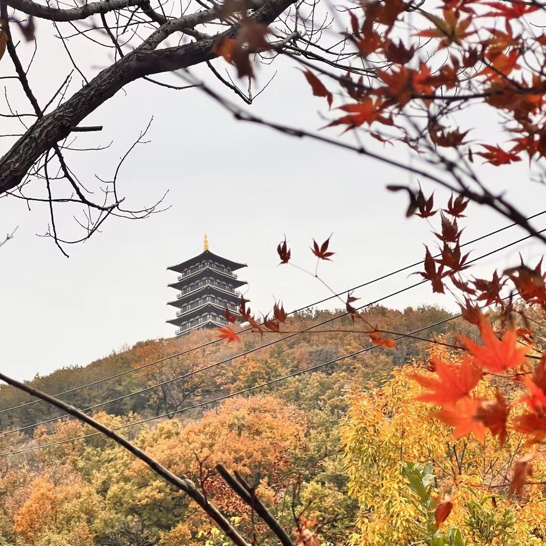 豆丹豆虫养殖基地（收豆丹原产地）