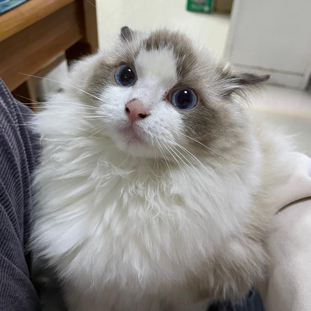 贾冉