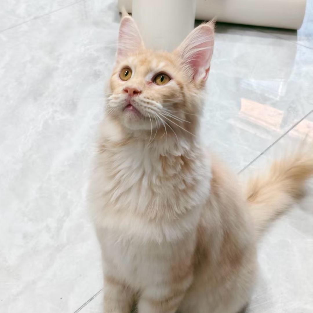 喵喵猫舍