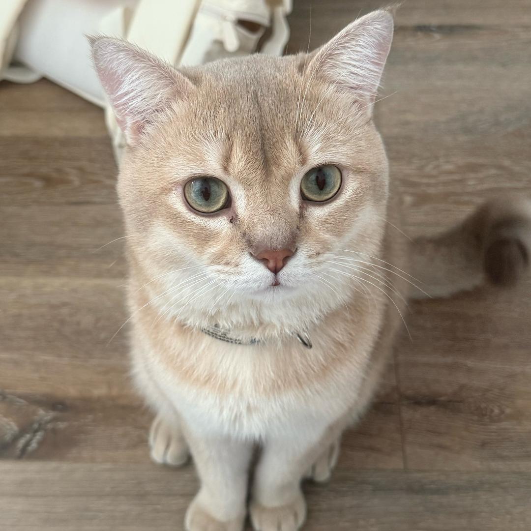 山风吹啊吹羊毛