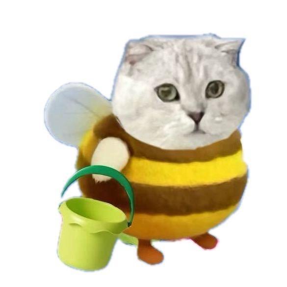 蜜蜂猫🐝