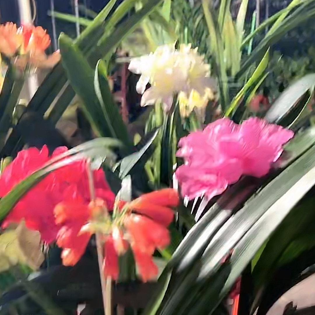 日进斗金花卉有限公司