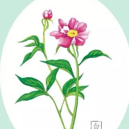 白 芍