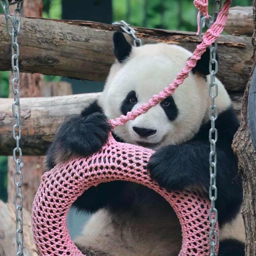 八九不离熊