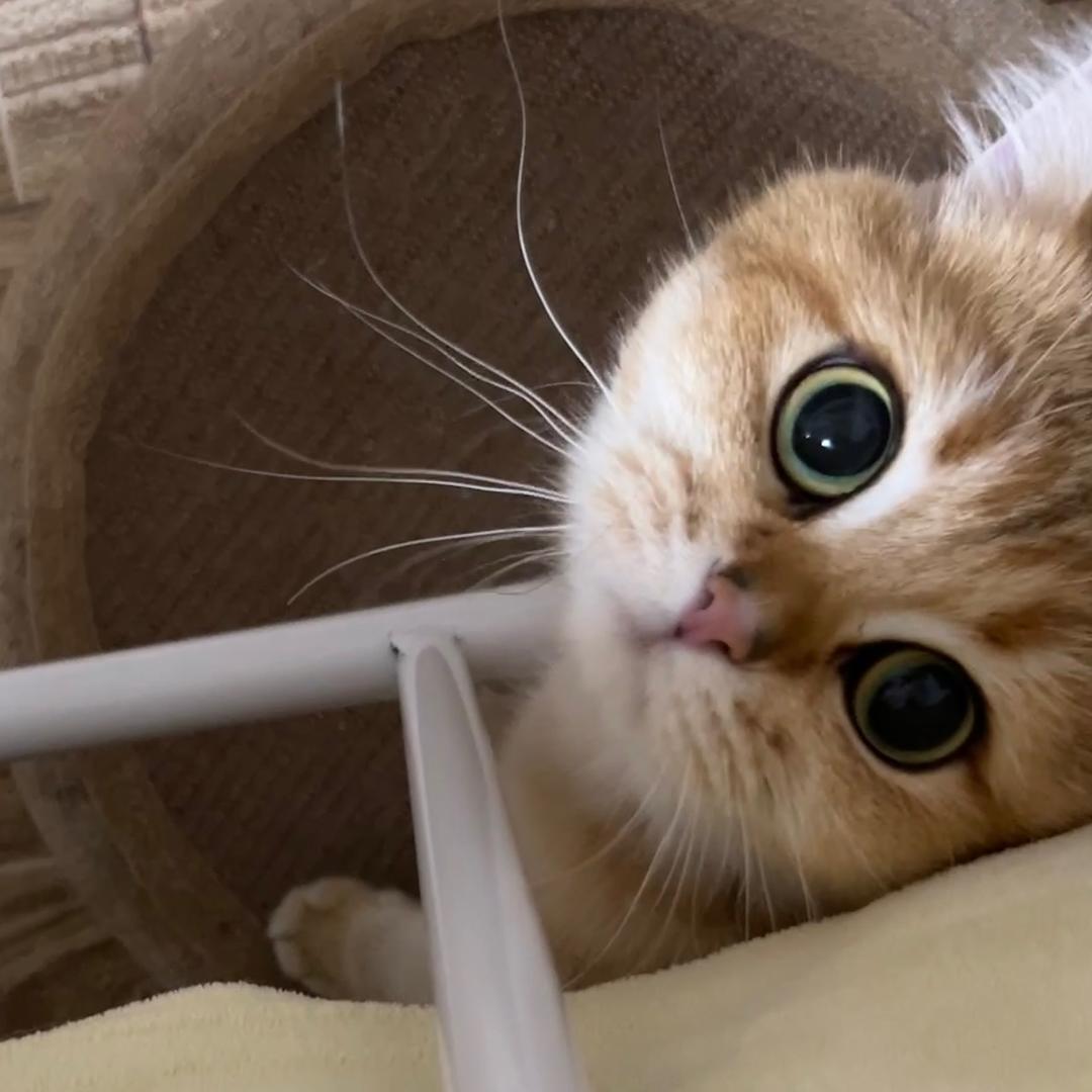 八百标兵奔北坡