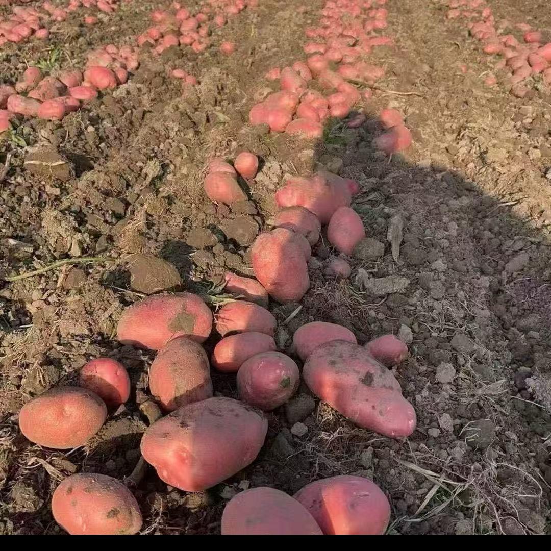垚餖不土一嘎嘎好吃