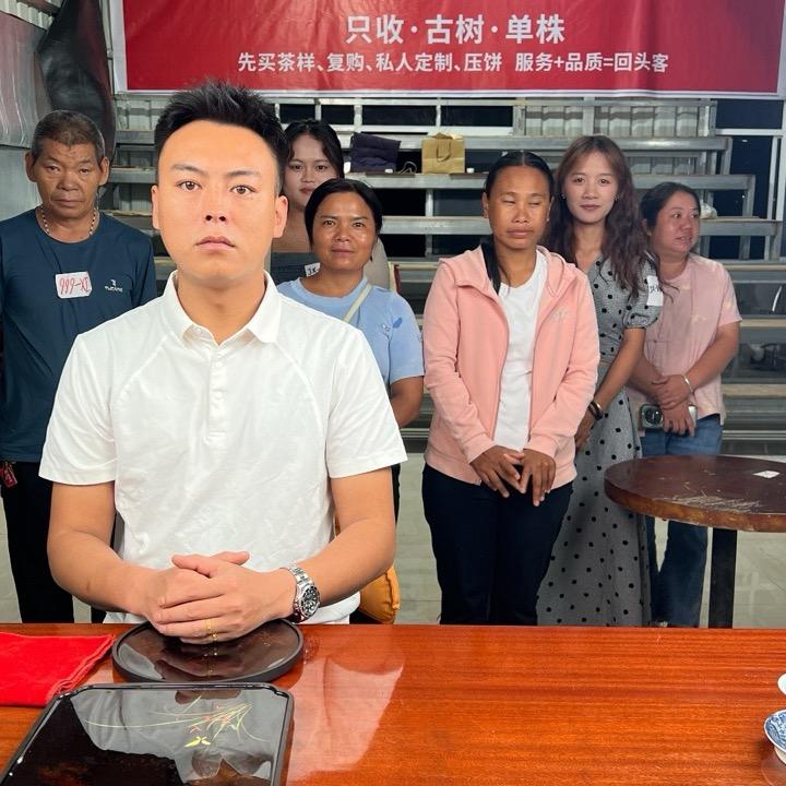 云南冰岛单株哥丨聚仙茶叶