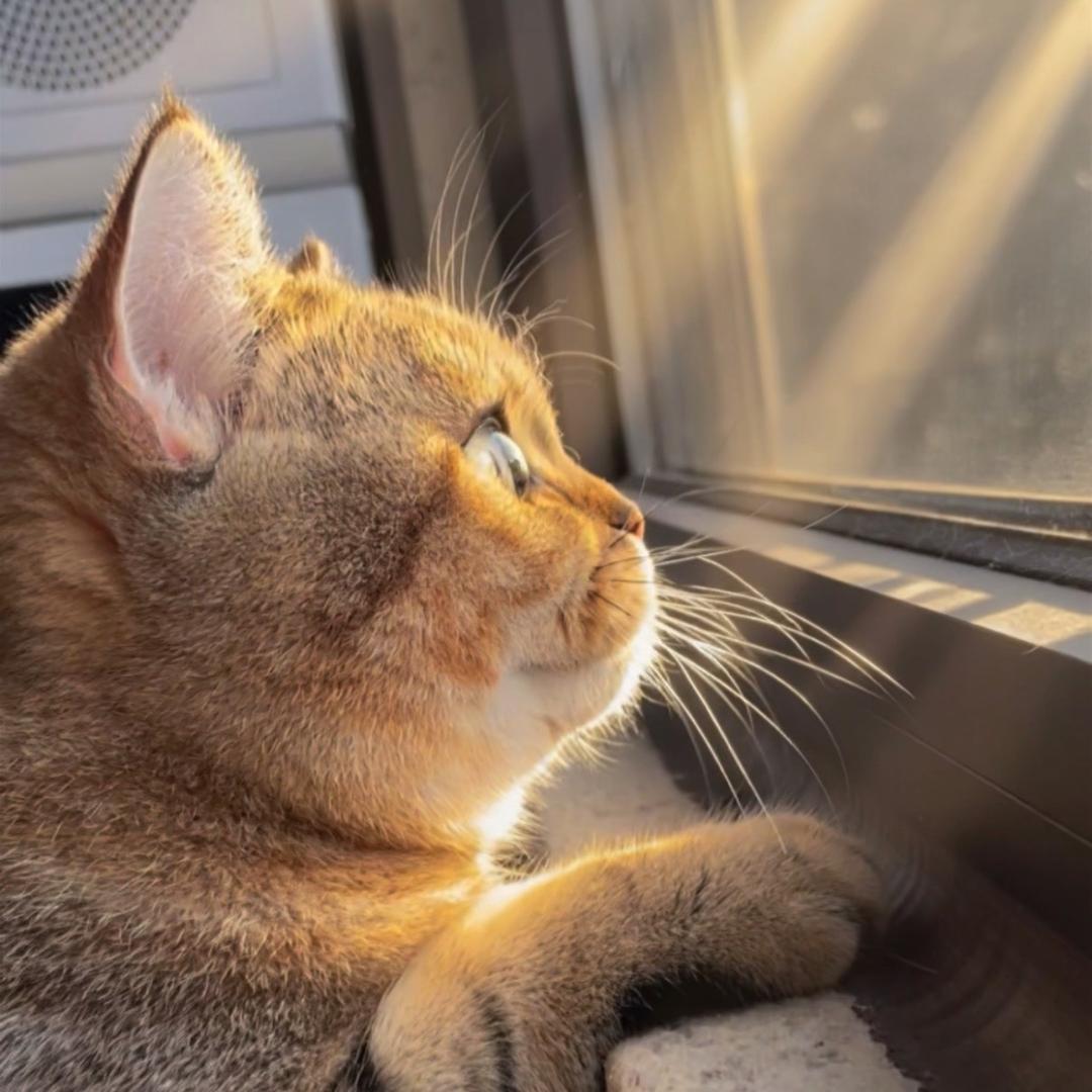 我家有只话唠喵（小虎才不是狸花猫）