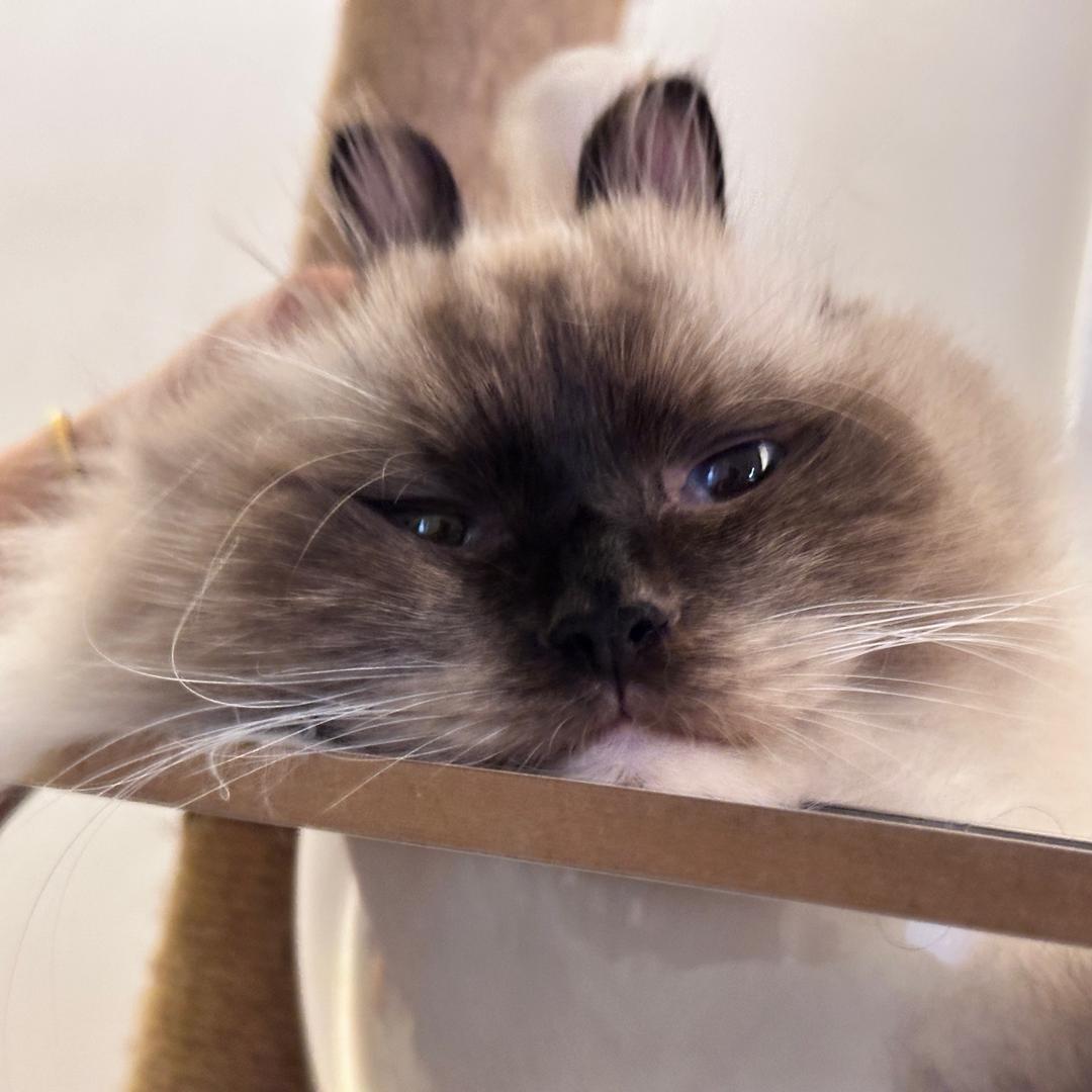 蜡笔小心眼子🐾