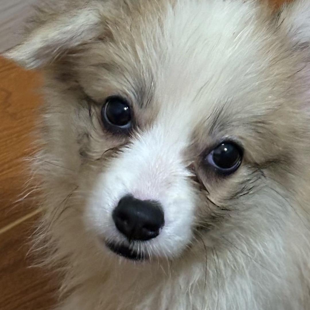 雪糕蛋挞最可爱