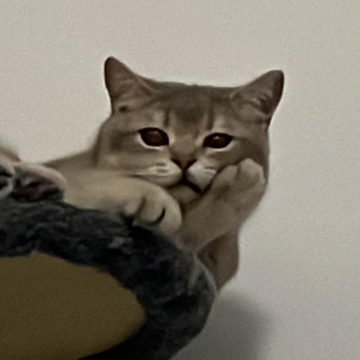 咕噜歪木修猫日记