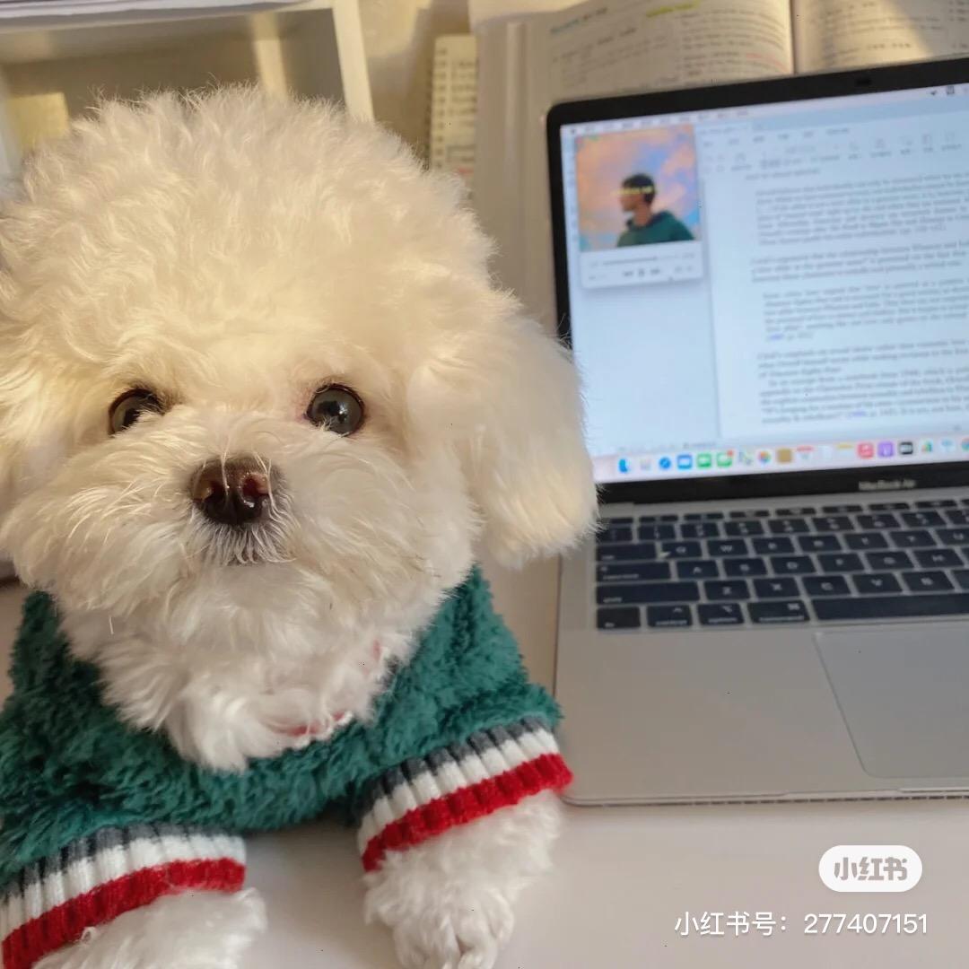 肥猫diy创意定制