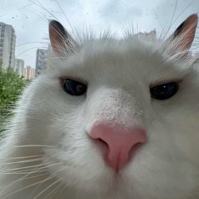 天线短路宝宝💦