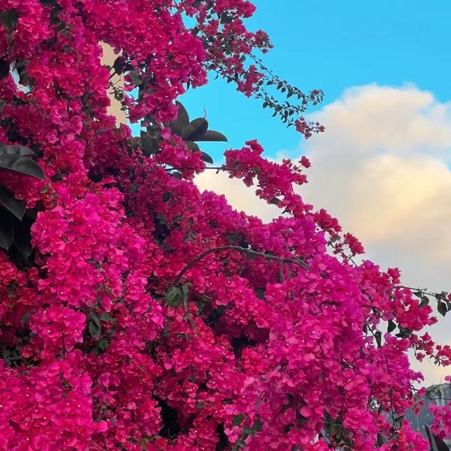 九越花卉园艺