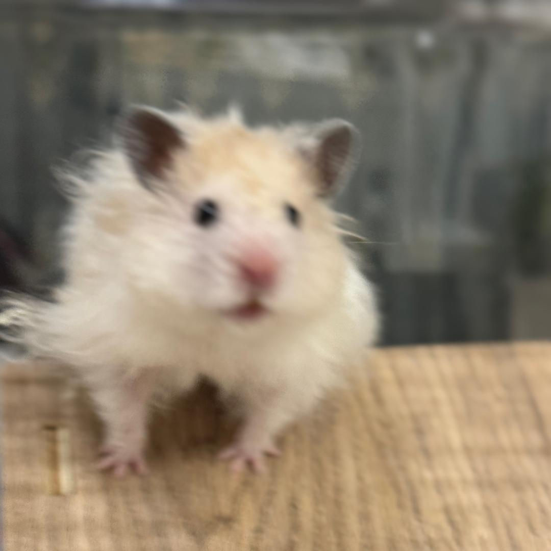 洞洞幺🐹