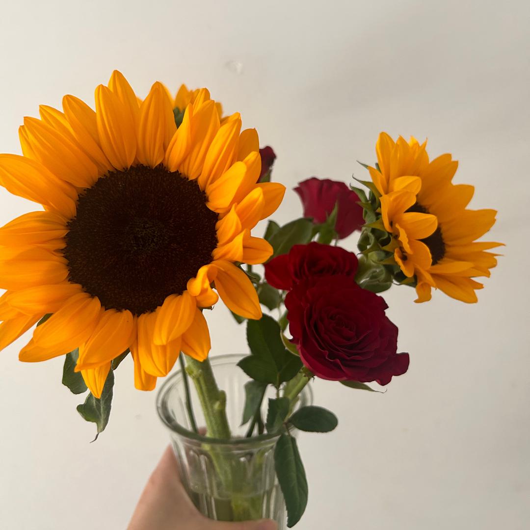 向阳而生🌻🌻🌻