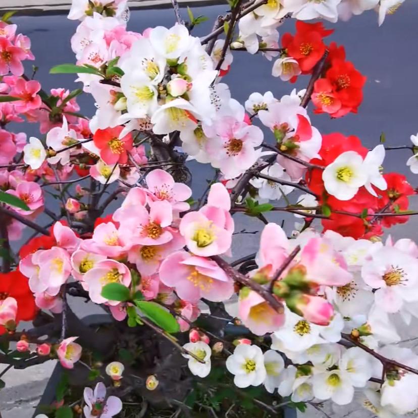 木林森苗木1