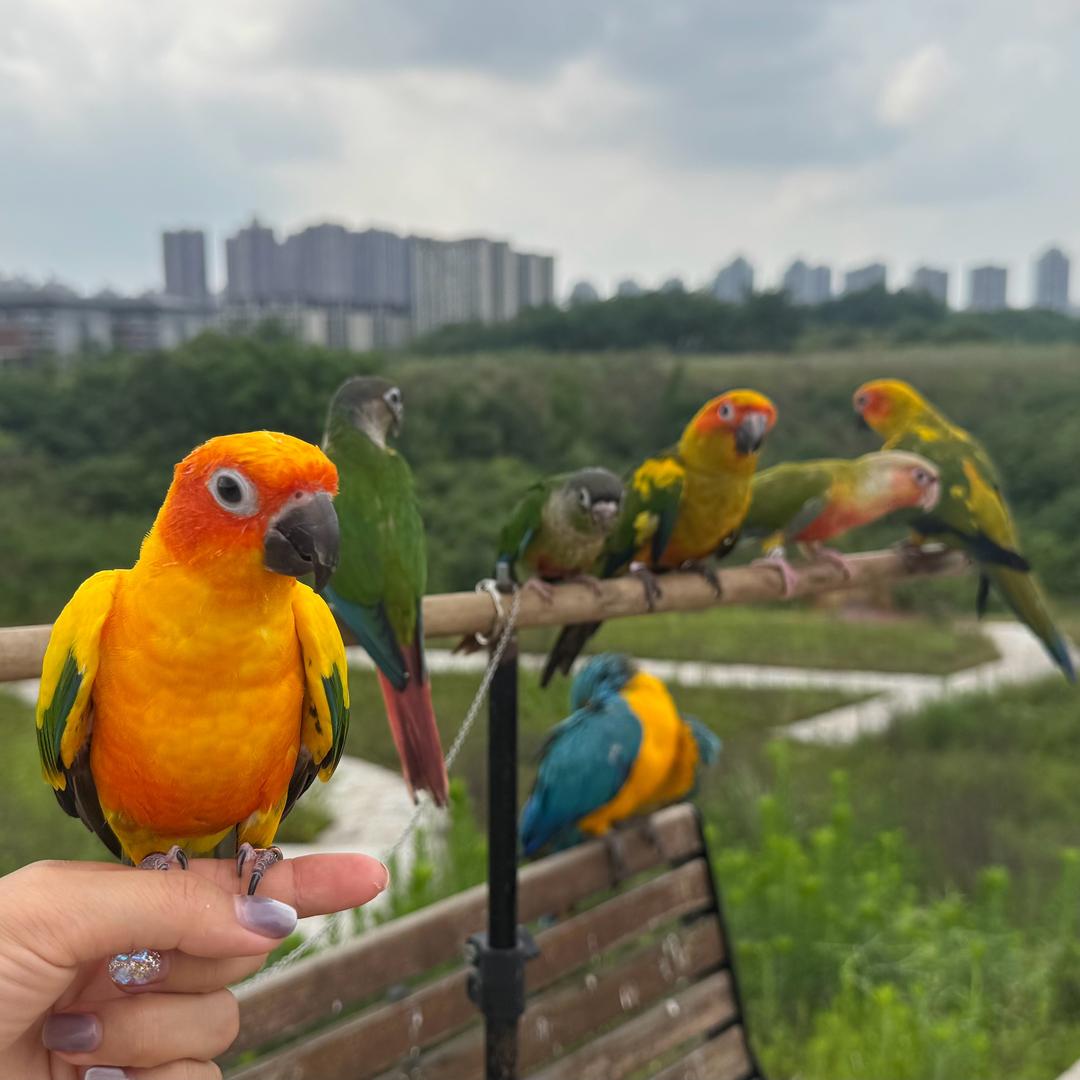 重庆鸟哥代训