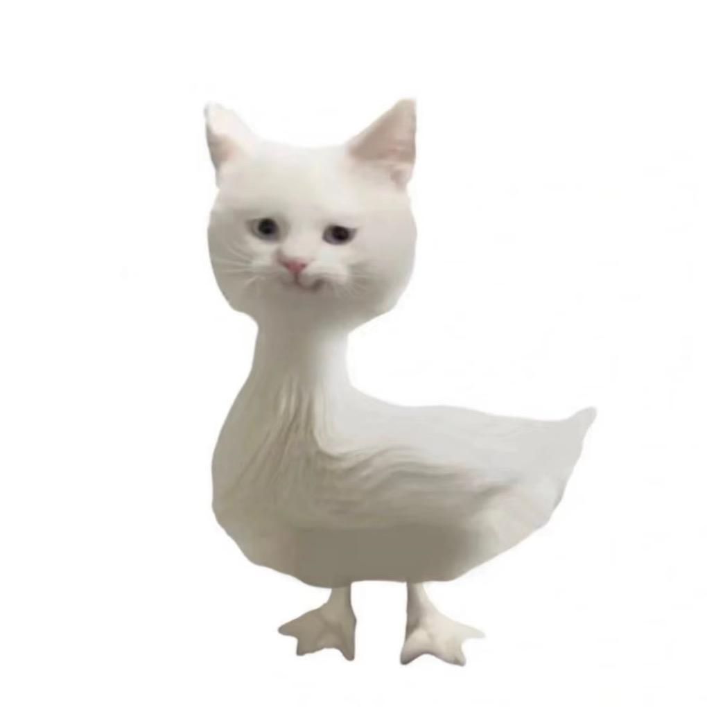 大家好我是小猫鸭