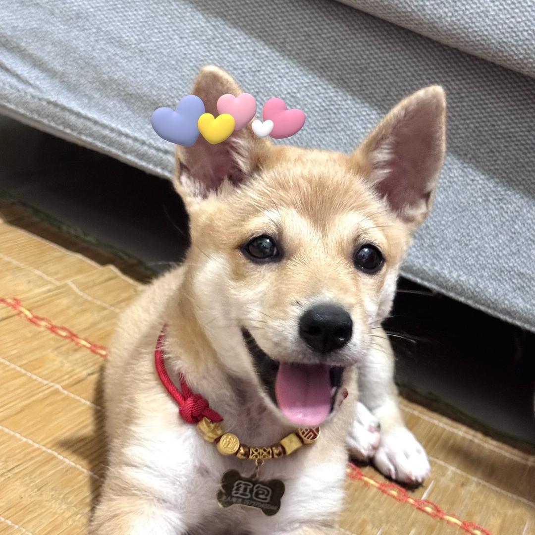 红包是只🐶