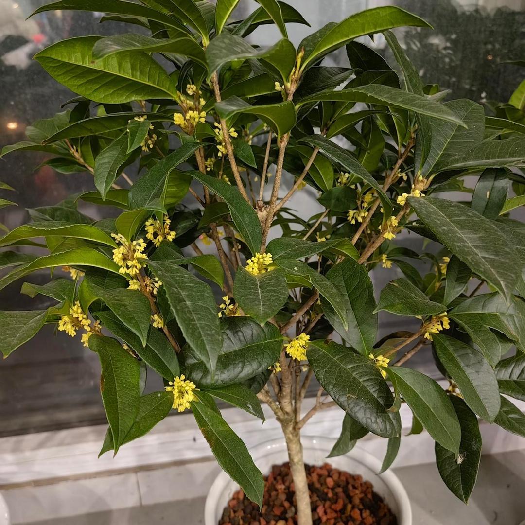 娅子花苑