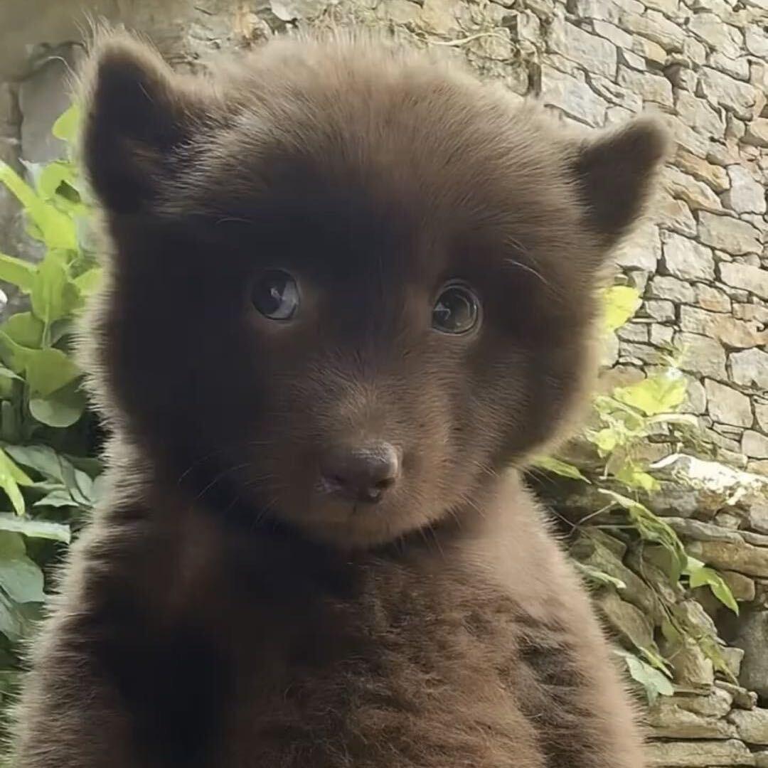 爱偷袈裟的熊熊