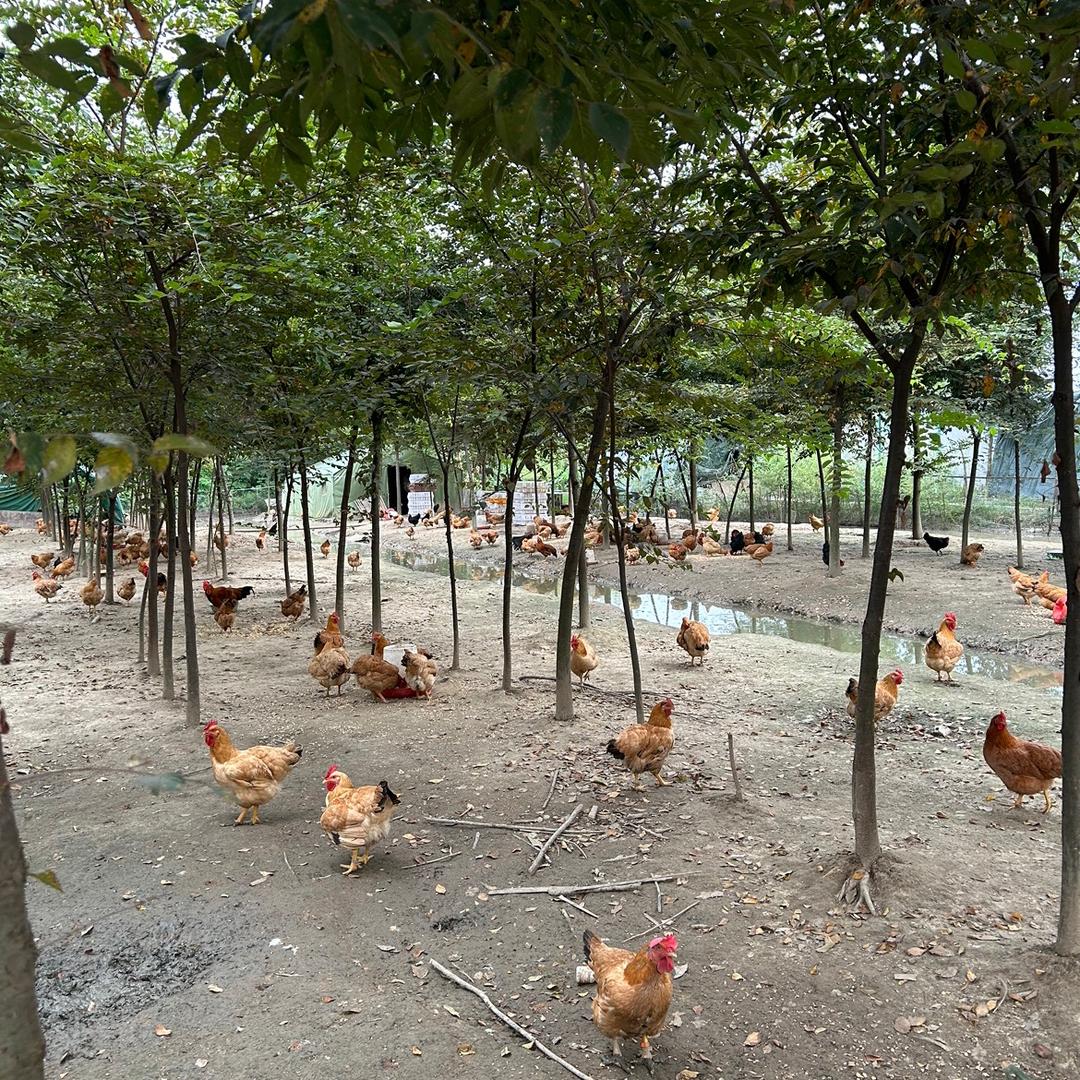 Lyl卖土鸡，土鸭